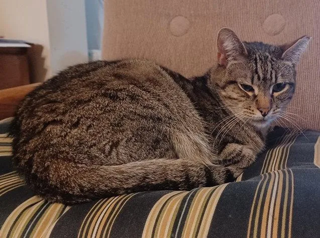 An adult medium-sized male Tabby cat named Fortune for adoption in San Jose, CA