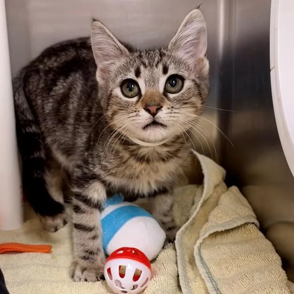 A baby small-sized male Domestic Short Hair cat named Donovan for adoption in Walnut Creek, CA