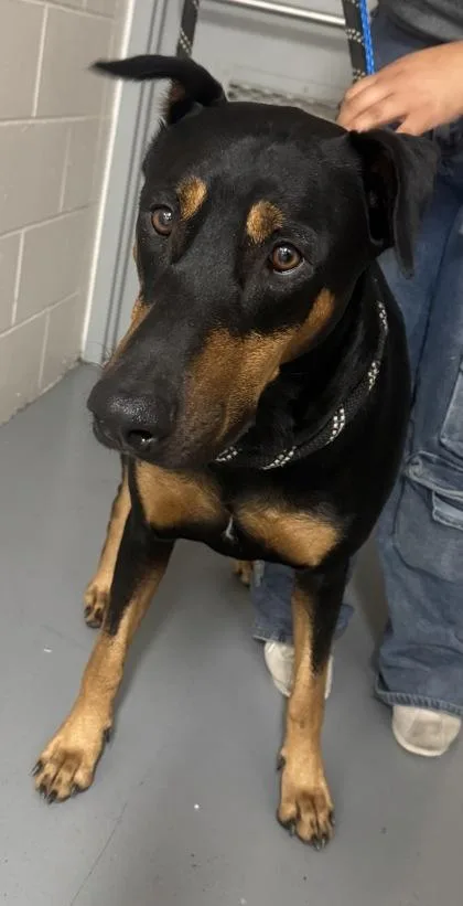 An adult extra large-sized male Black Doberman Pinscher dog named Shaggy for adoption in Sacramento, CA