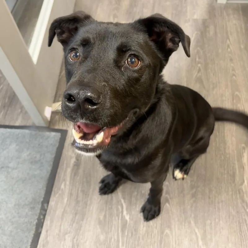 An adult large-sized male Black Labrador Retriever dog named Loki for adoption in Webster, TX