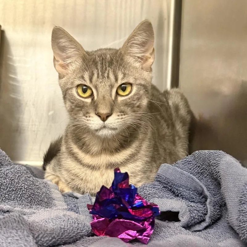 A baby medium-sized male Gray / Blue / Silver Domestic Short Hair cat named Minwu for adoption in Palm Springs, CA