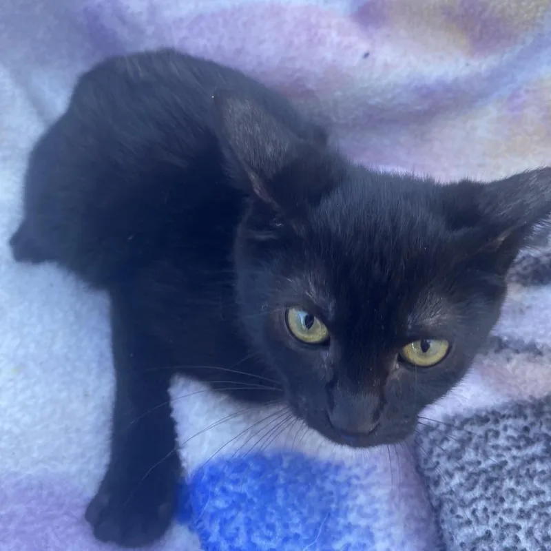 A baby small-sized female Black Domestic Short Hair cat named Endora for adoption in Carmel, IN