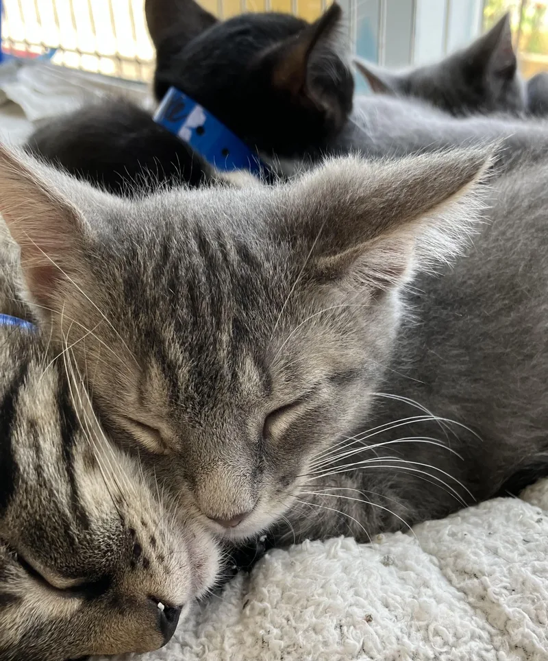 A baby medium-sized male Gray / Blue / Silver Domestic Short Hair cat named Sylvester for adoption in Parma, OH