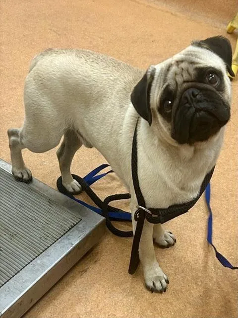 A young small-sized male Pug dog named Pretzel for adoption in Martinez, CA