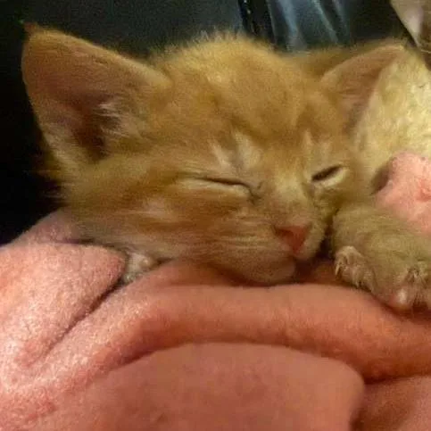 A baby small-sized male Orange / Red Domestic Short Hair cat named Julius for adoption in Winchester, VA