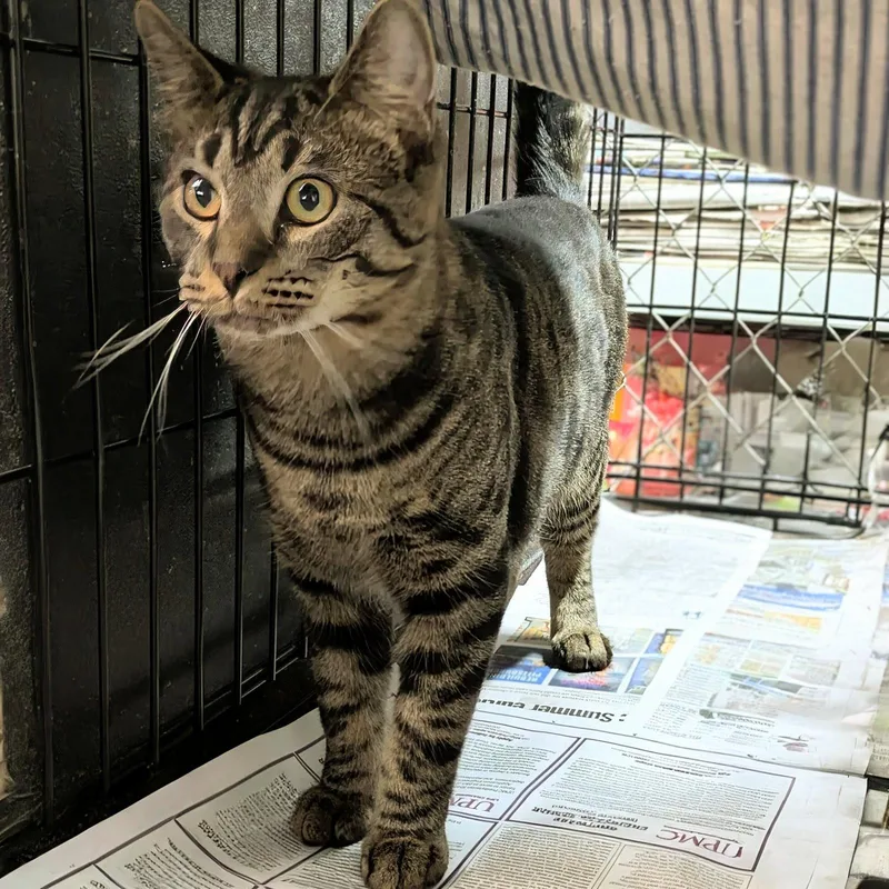 A baby medium-sized male Domestic Short Hair cat named Chandler for adoption in Apollo, PA