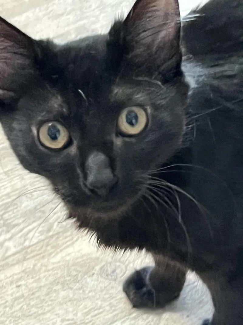 A baby medium-sized female Black Domestic Short Hair cat named Lady Eloise for adoption in Petaluma, CA