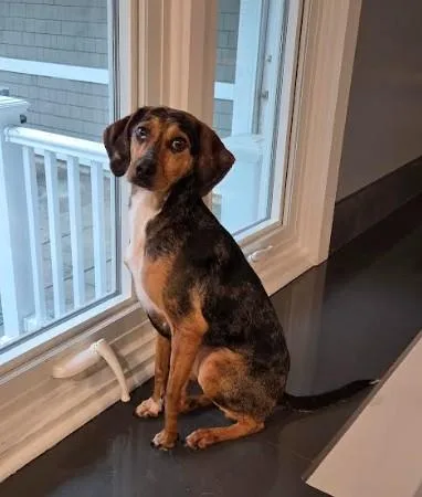 A young small-sized female Bicolor Hound dog named Muffy for adoption in Barrington Hills, IL