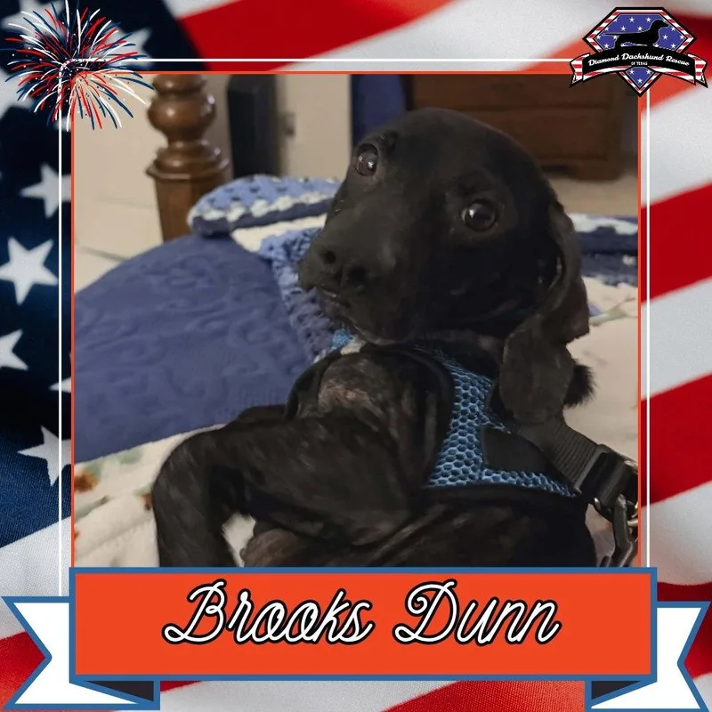 An adult medium-sized male Dachshund dog named Brooks Dunn for adoption in San Antonio, TX