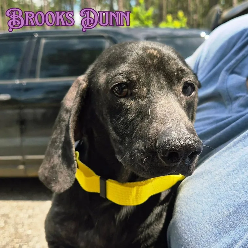 Brooks Dunn thumbnail 3
