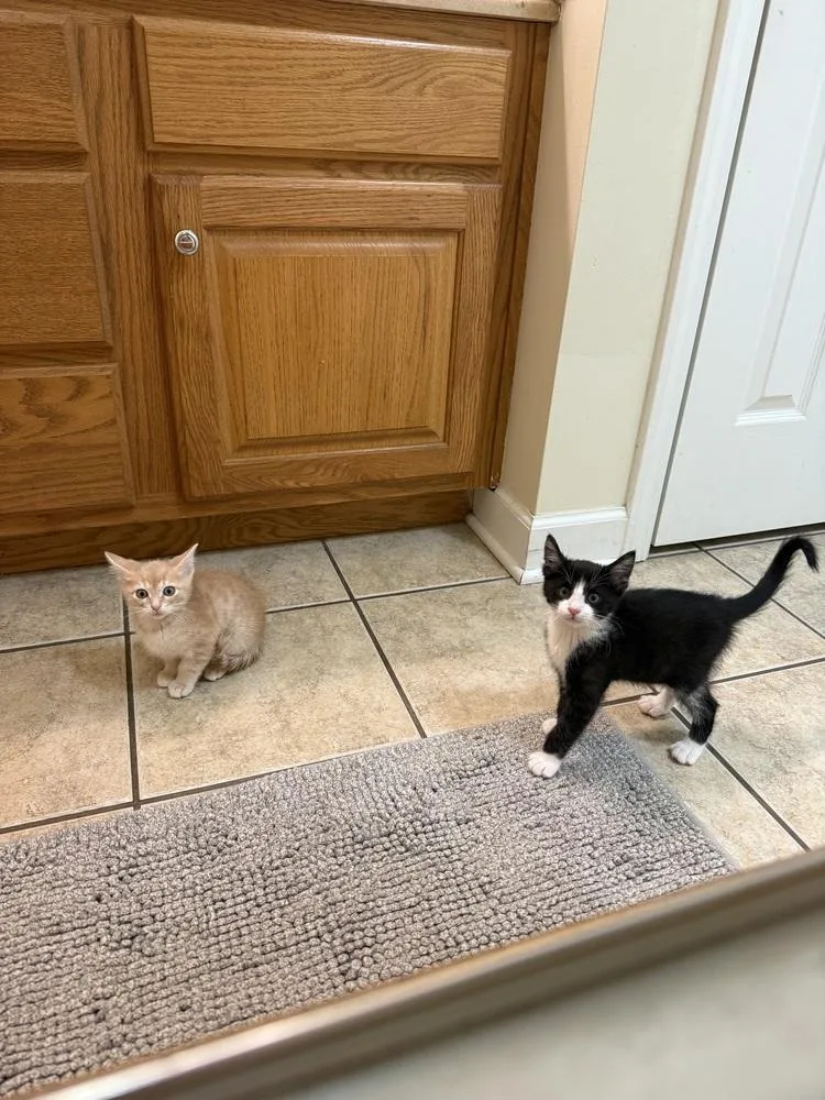 A baby small-sized male Domestic Short Hair cat named Gnocchi for adoption in Topeka, KS