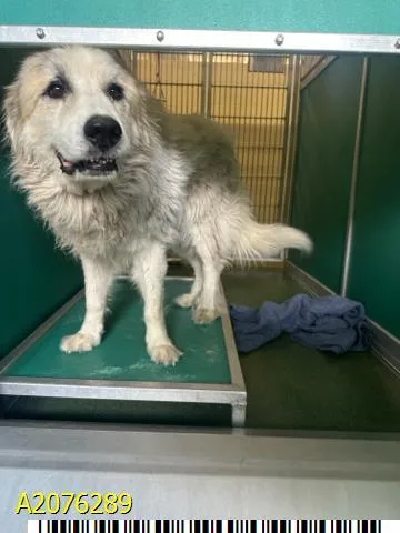 An adult large-sized male Mixed Breed dog named Breaker for adoption in West Palm Beach, FL
