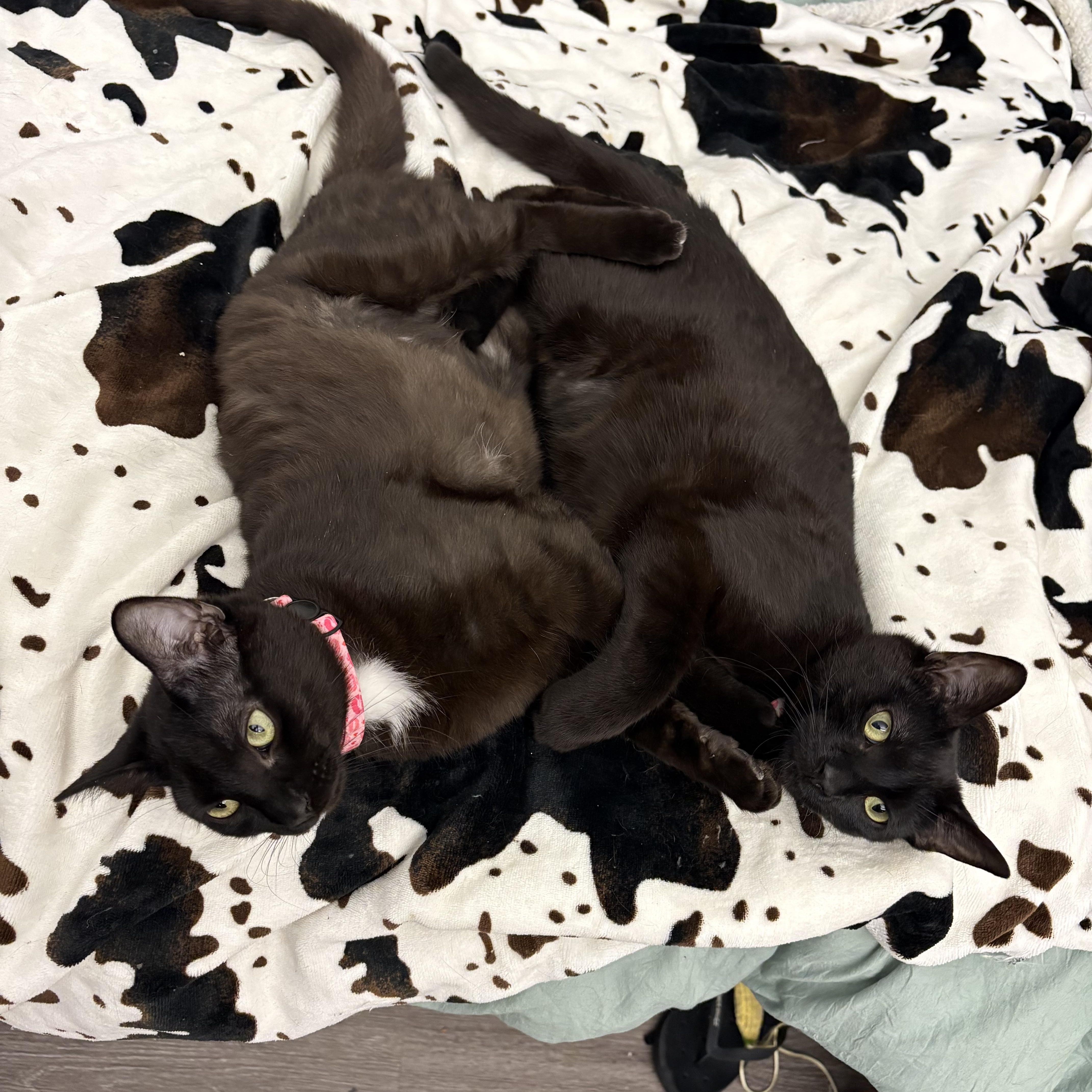 Char And Ember thumbnail 2