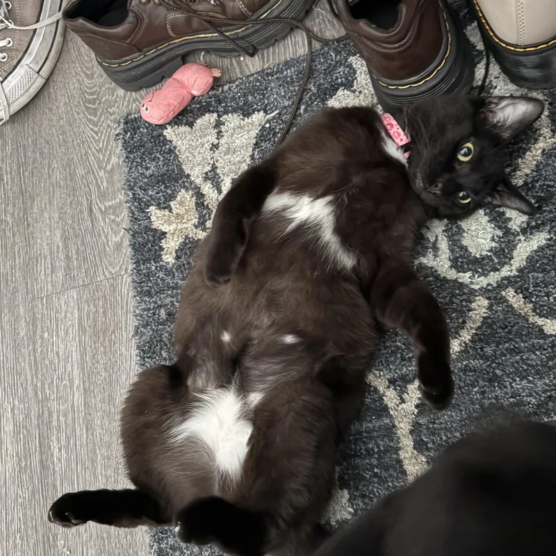 Char And Ember thumbnail 3