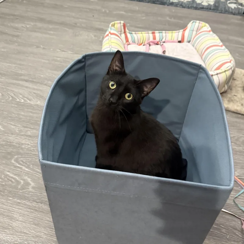 Char And Ember thumbnail 4