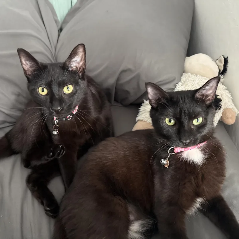 A young medium-sized female Black Domestic Short Hair cat named Char And Ember for adoption in Lindenhurst, NY