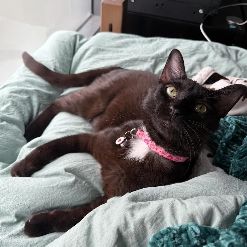 Char And Ember thumbnail 5