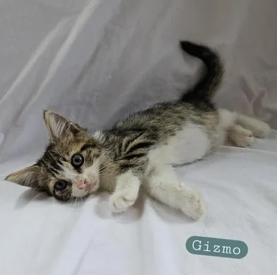 Gizmo thumbnail 3