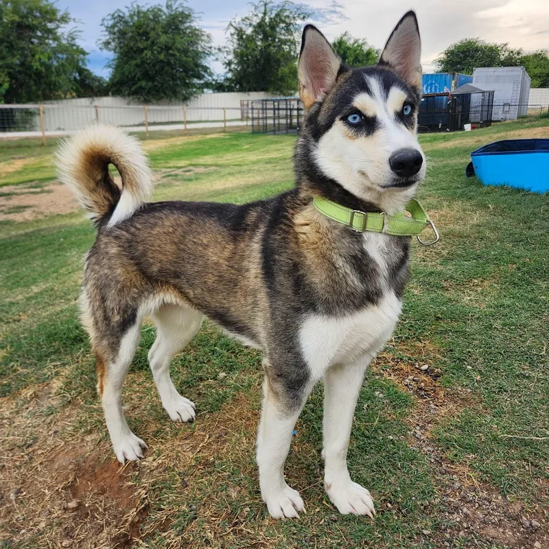 An adult medium-sized female Black Siberian Husky dog named Cinamon for adoption in Weatherford, TX