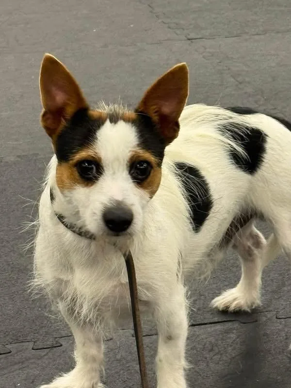 Found Dog Coos