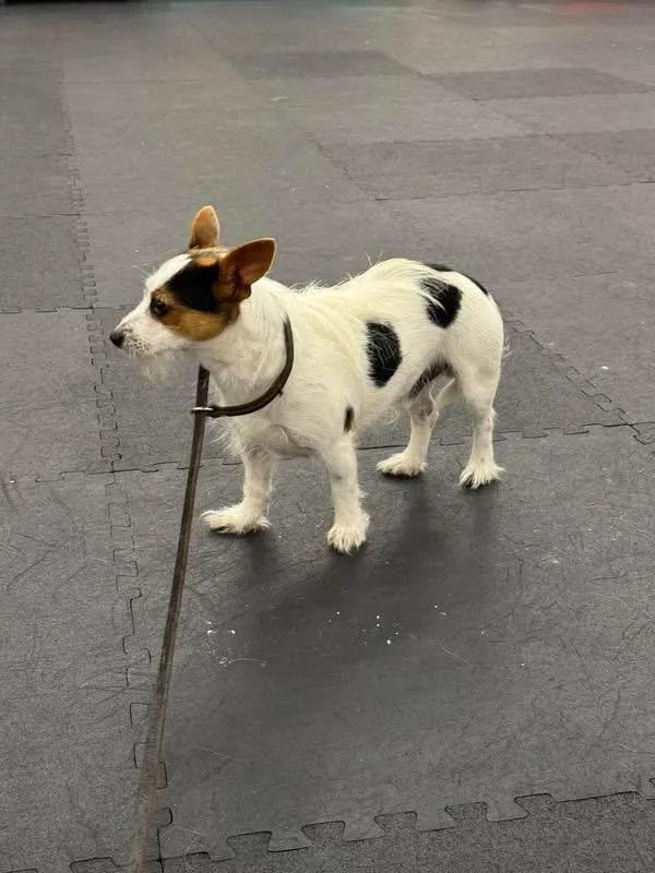 Found Dog  Coos thumbnail 2