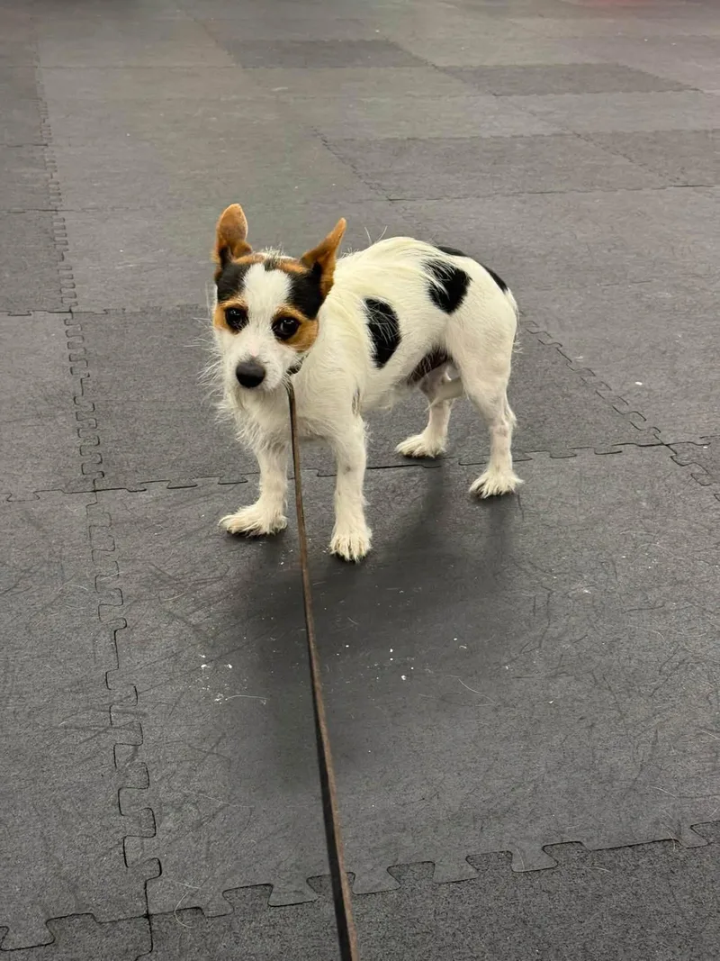 Found Dog  Coos thumbnail 3