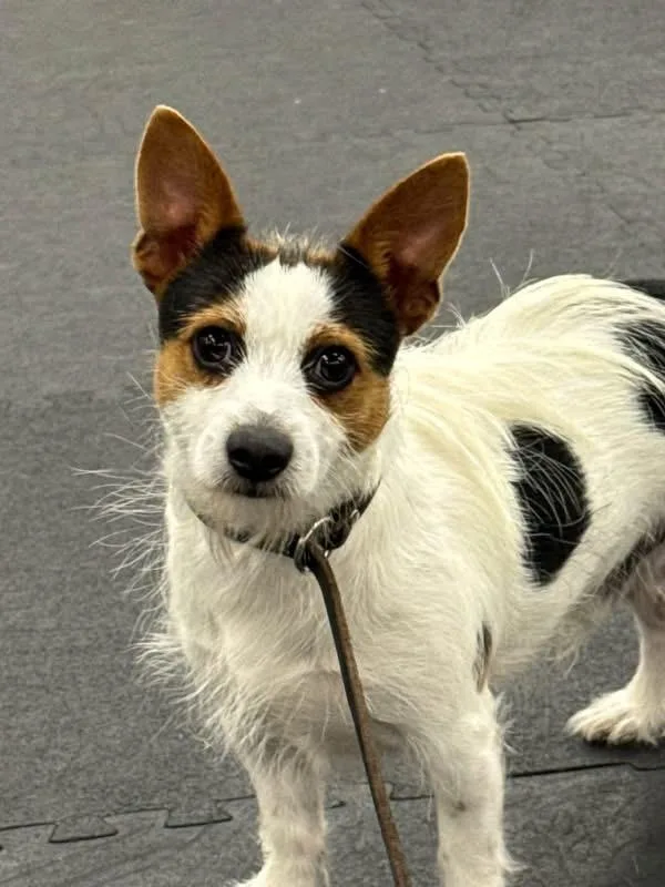 Found Dog  Coos thumbnail 4