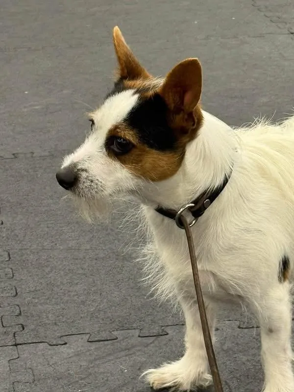 Found Dog  Coos thumbnail 5