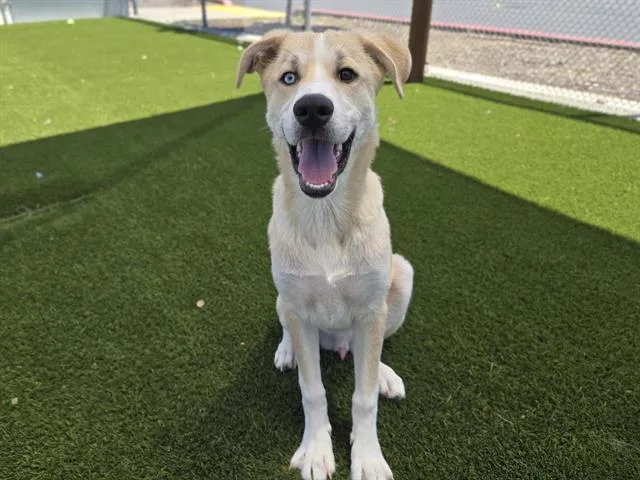 A young large-sized male Husky dog named Benno for adoption in Auburn, CA