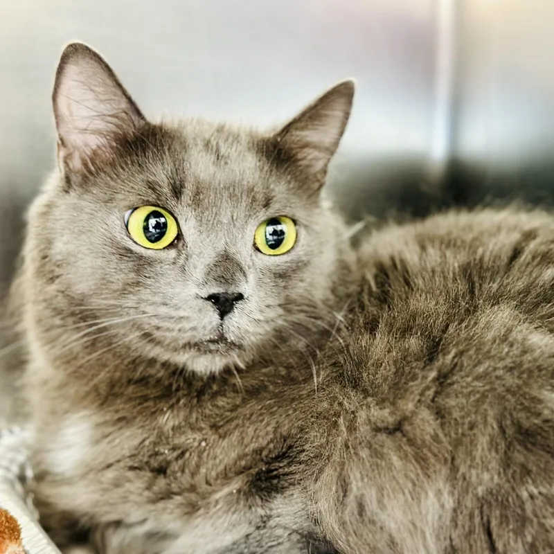 A young medium-sized male Gray / Blue / Silver Domestic Long Hair cat named Fluff for adoption in Jackson, NJ