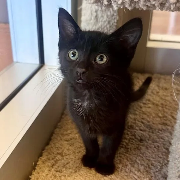 A baby small-sized female Domestic Short Hair cat named Bow Wow for adoption in Walnut Creek, CA