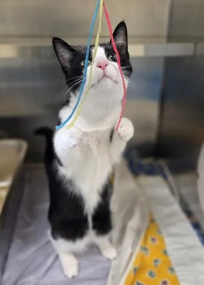 A young medium-sized female Domestic Short Hair cat named Clare for adoption in Westland, MI