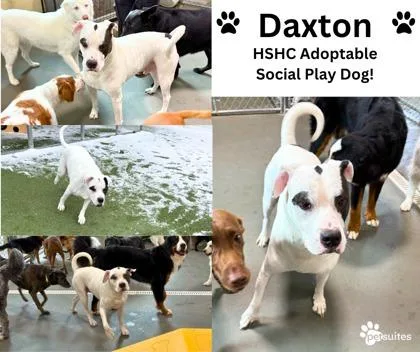 A senior large-sized male Pit Bull Terrier dog named Daxton for adoption in Fishers, IN