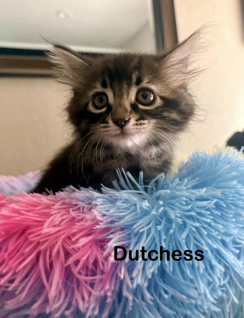 Dutchess thumbnail 2