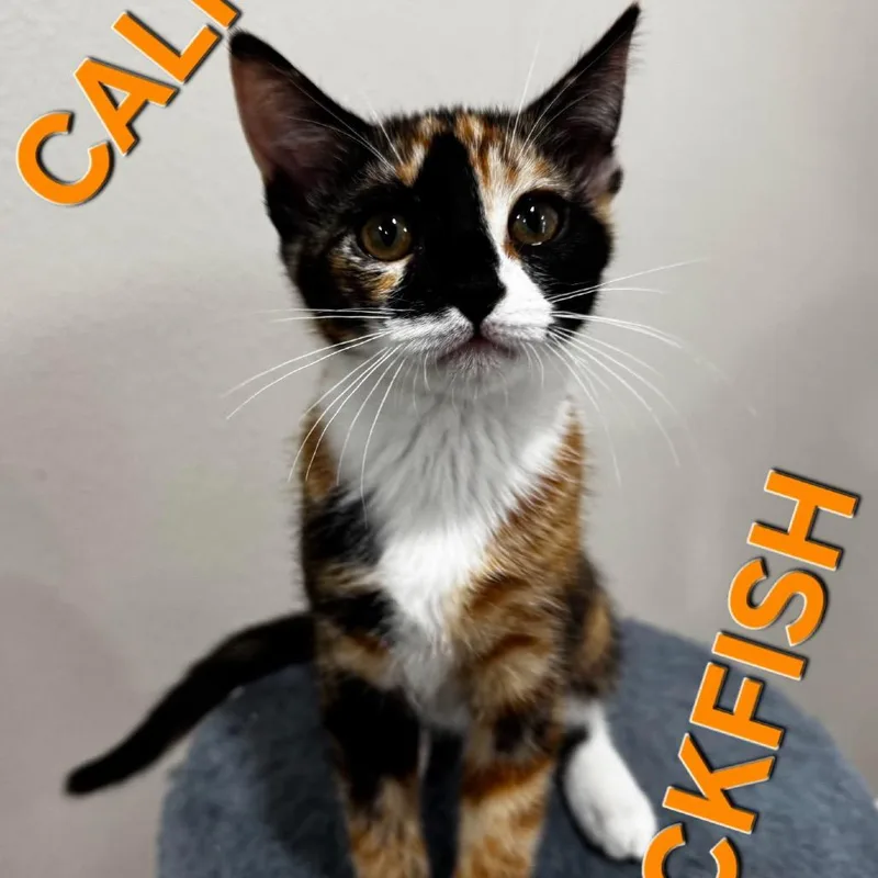 Calico Rockfish thumbnail 2