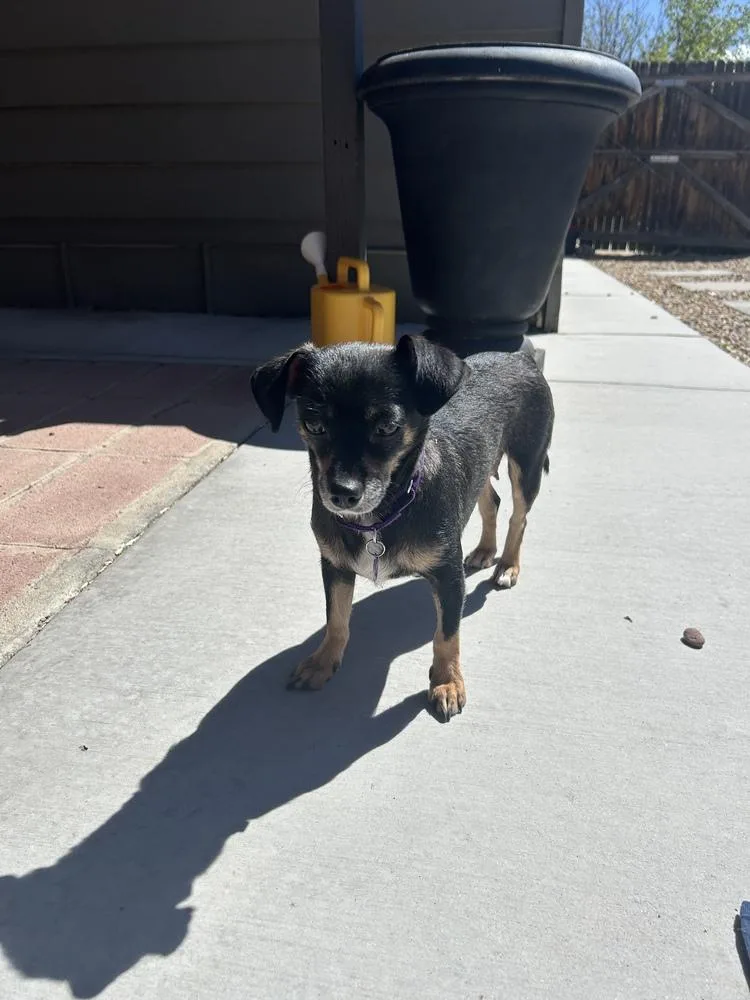 An adult small-sized female Brown / Chocolate Dachshund dog named Zena for adoption in Littleton, CO