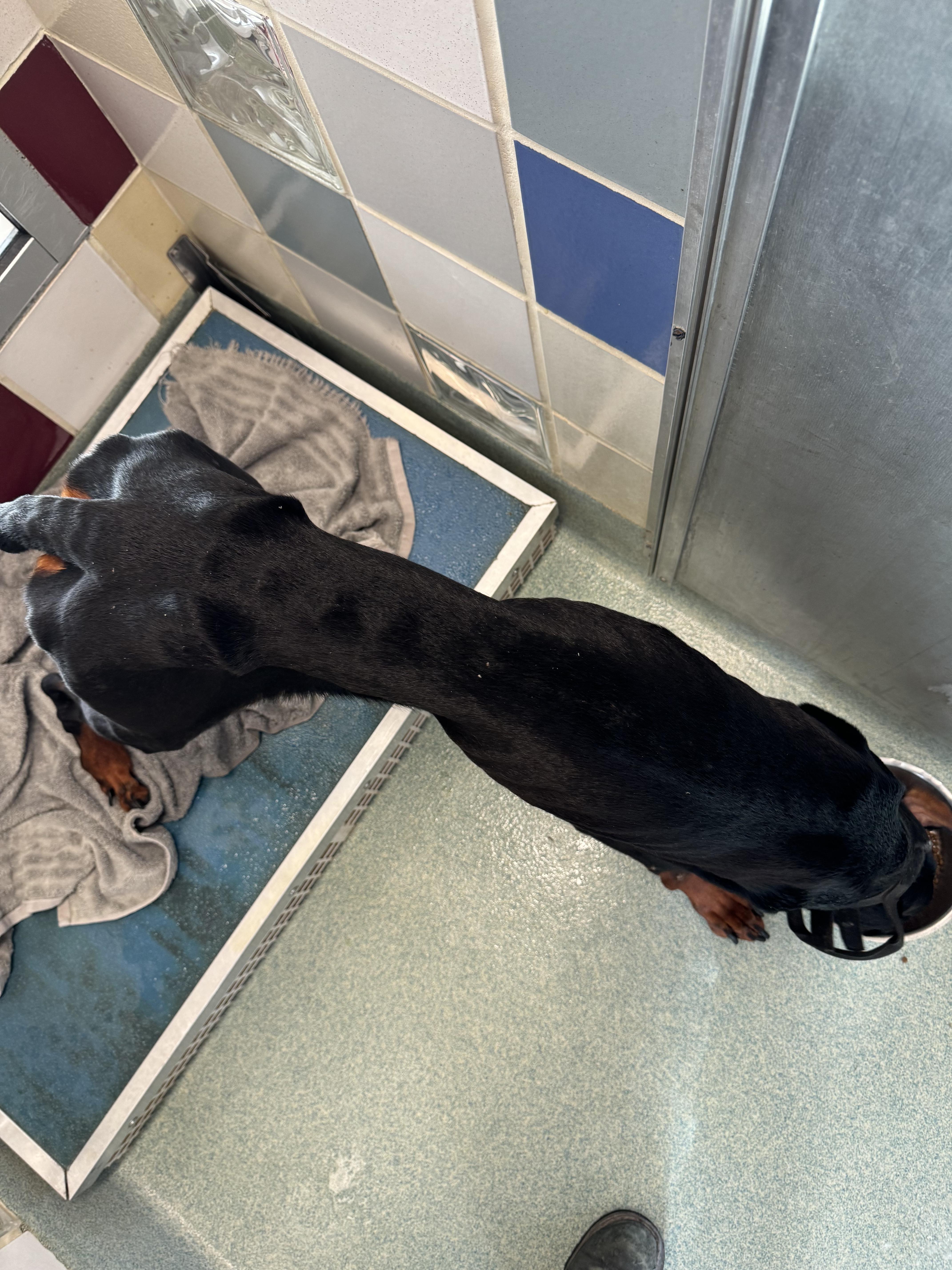 An adult large-sized male Bicolor Doberman Pinscher dog named Silly Chandler Goose for adoption in Pearland, TX