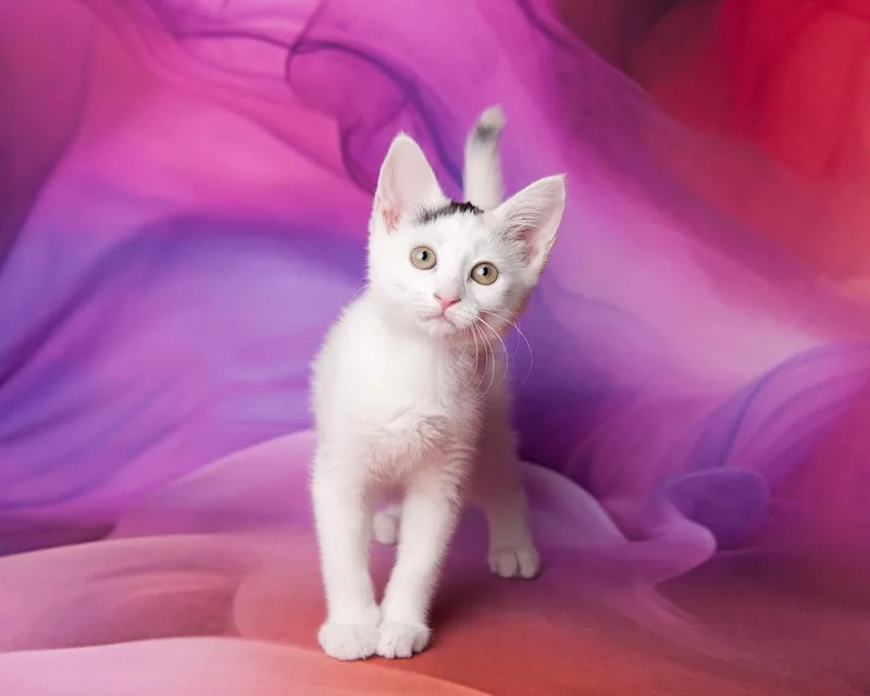 A baby medium-sized female White Domestic Short Hair cat named Bluebell Savant for adoption in Chandler, AZ