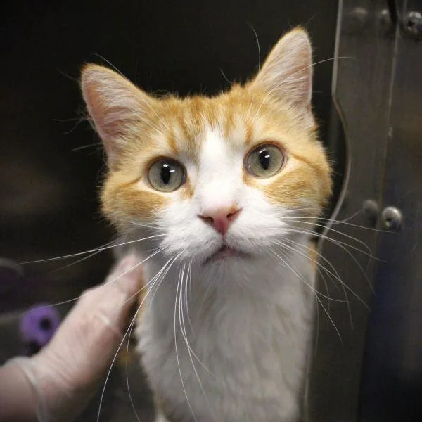 An adult medium-sized male Domestic Short Hair cat named Major for adoption in Des Moines, IA