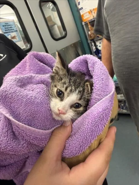 A baby small-sized male Brown / Chocolate Domestic Short Hair cat named John Deere for adoption in Woodland, CA