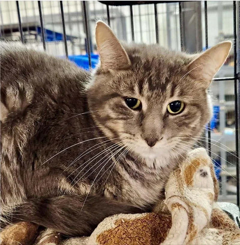 An adult medium-sized female Domestic Medium Hair cat named Lily for adoption in Saginaw, MI