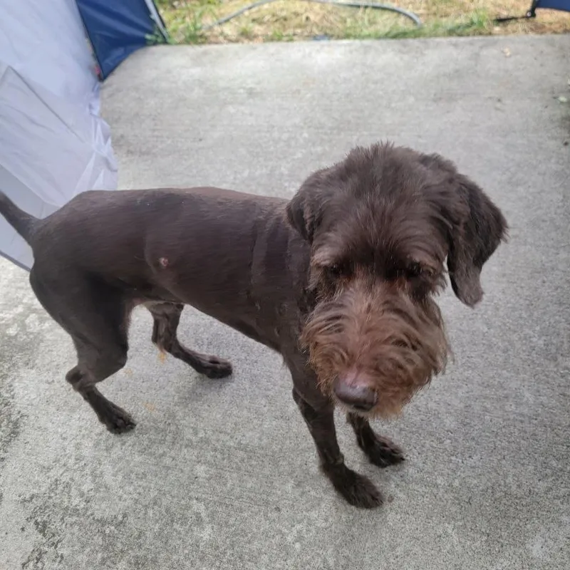 A senior medium-sized female Brown / Chocolate Chocolate Labrador Retriever dog named Buffy for adoption in Corvallis, OR