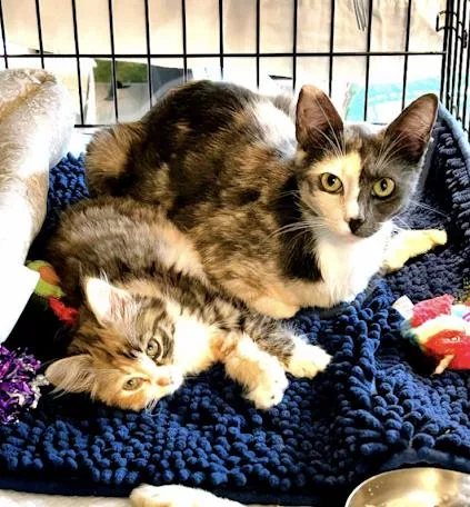A young medium-sized female Dilute Calico cat named Mindy for adoption in Atlanta, GA