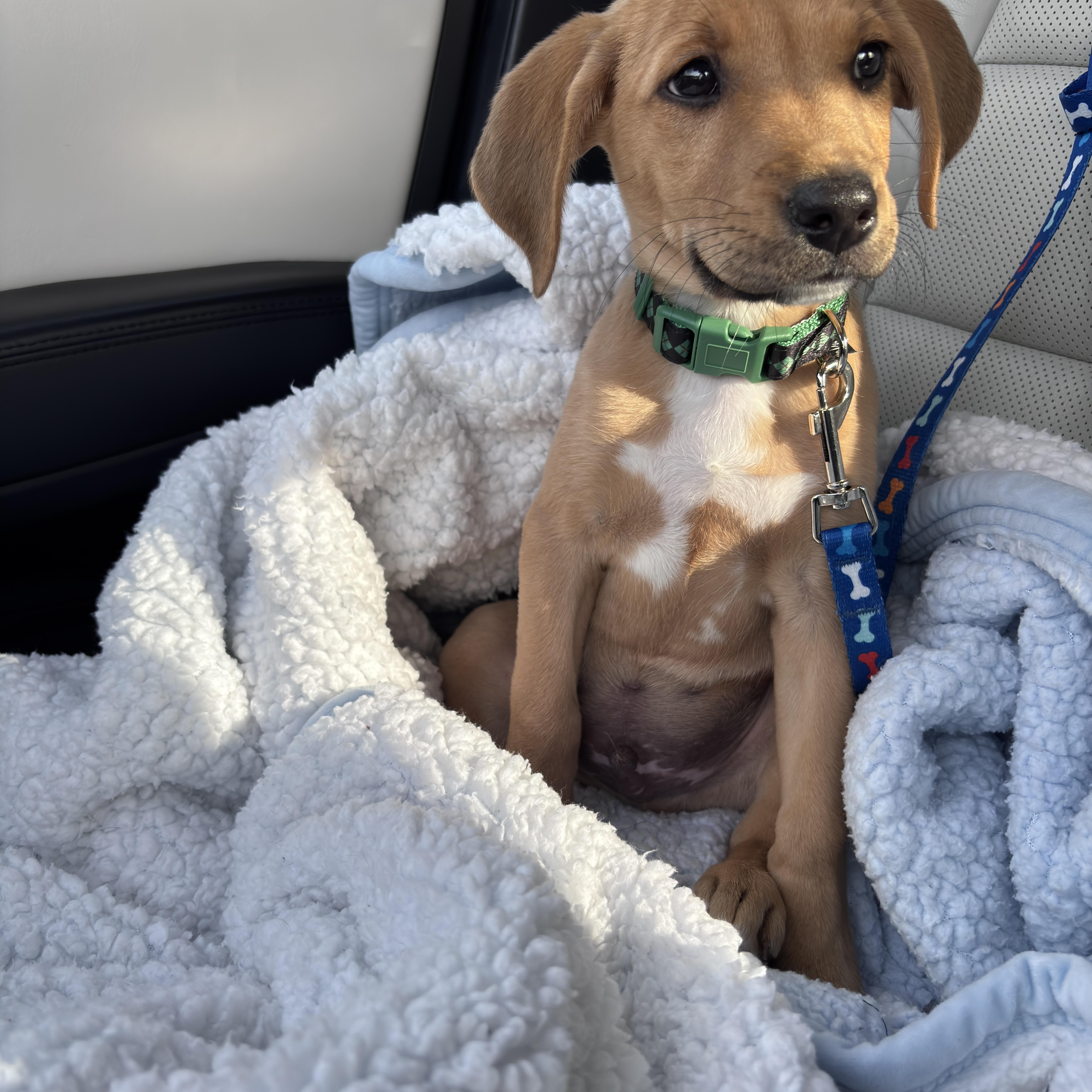 A baby medium-sized male Apricot / Beige Yellow Labrador Retriever dog named Waylon for adoption in Oswego, IL