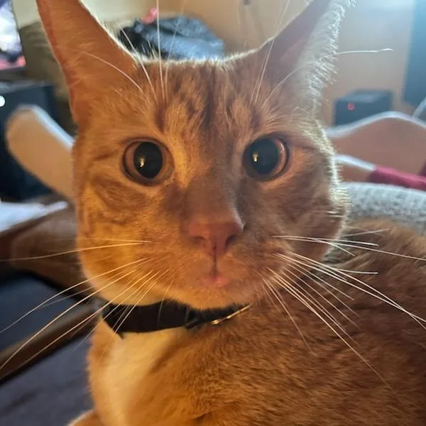 A young medium-sized male Domestic Short Hair cat named Bless Owner Giving Up for adoption in Clifton, NJ