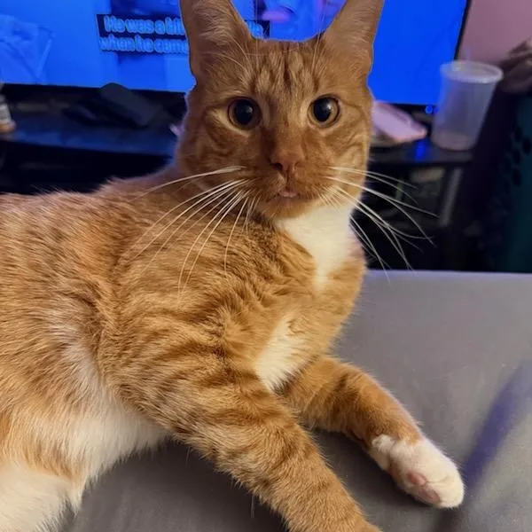 Bless Owner Giving Up thumbnail 2