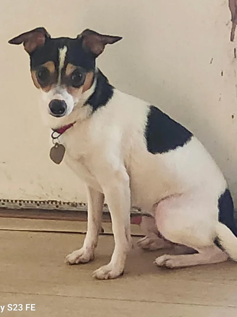 A young small-sized male Tricolor (Brown, Black, & White) Terrier dog named Damon for adoption in Elk Grove, CA