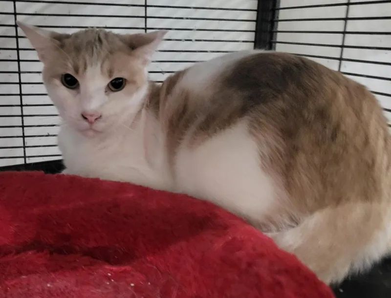 A young medium-sized male Domestic Short Hair cat named Mellow for adoption in St. Louis, MO