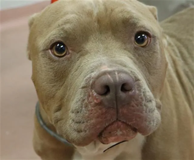 A young medium-sized male Mixed Breed dog named Lei for adoption in Columbia, SC