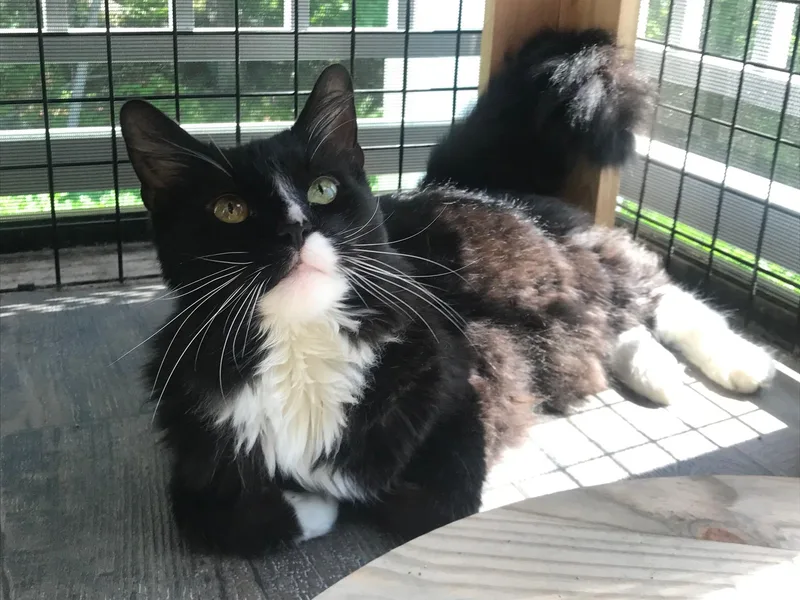 An adult large-sized male Black & White / Tuxedo Domestic Long Hair cat named Gus for adoption in Milton, MA